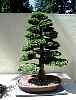 bonsai7.jpg
